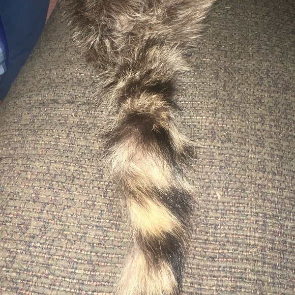 Raccoon Hat - Picture 4 of 4